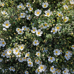 Bouquet of white flowers with yellow centers on a green background