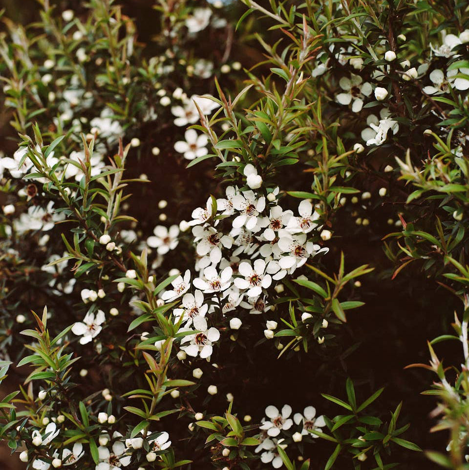 Close-up of white flowers with green leaves on a dark background