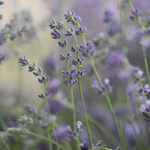 Vitruvi | Lavender Air Scent Refill
