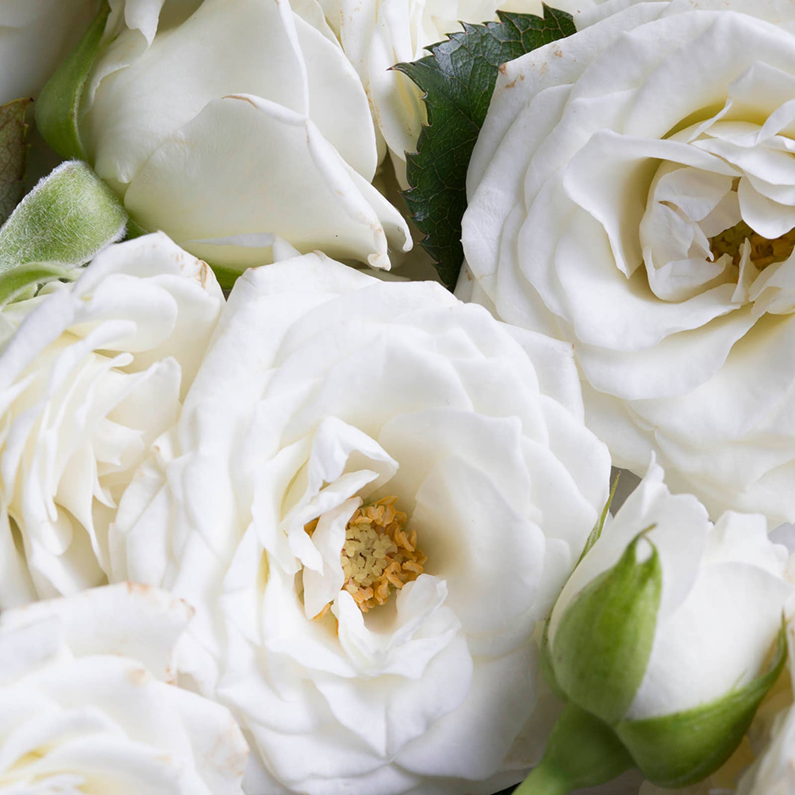 Korres | Renewing Body Cleanser White Blossom