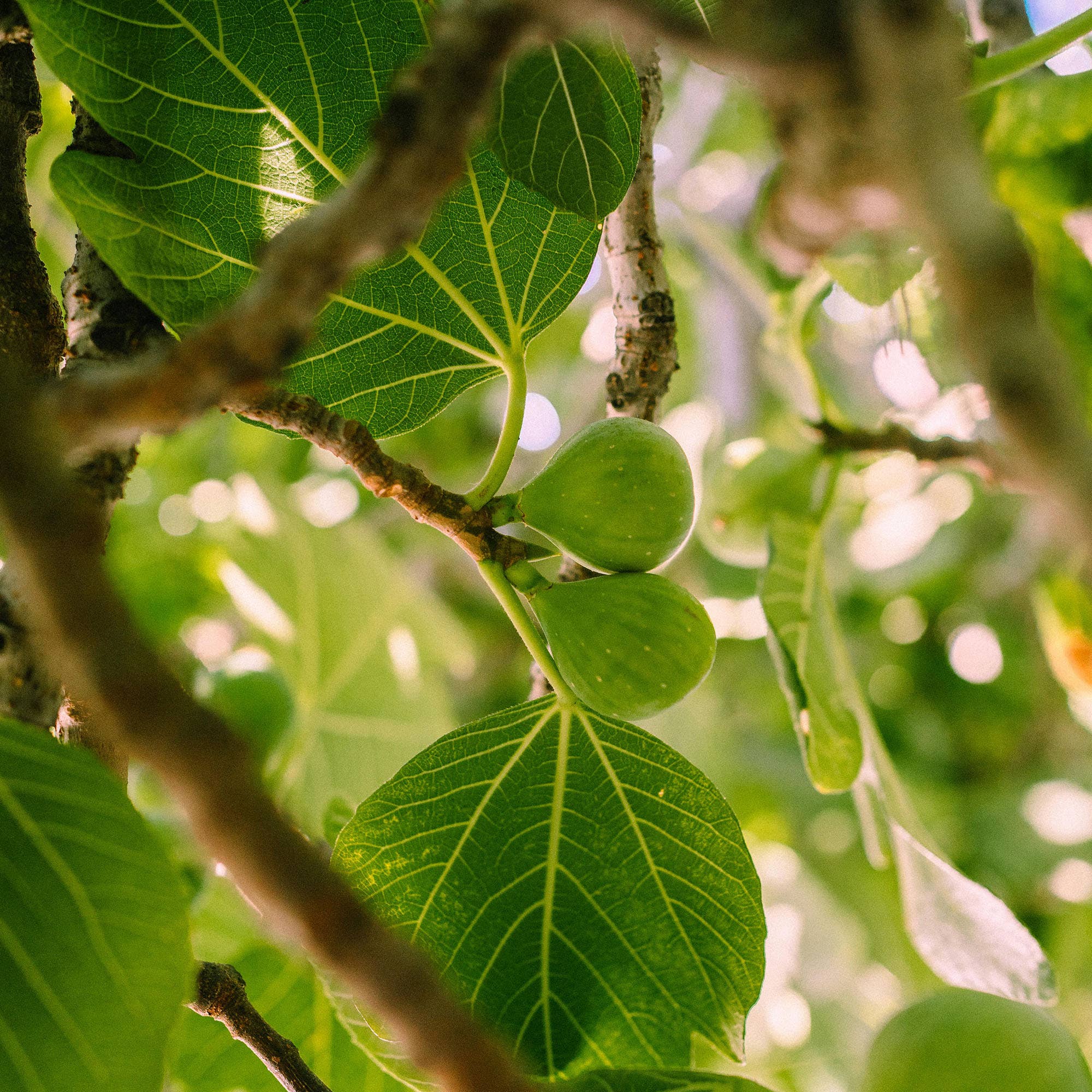 Vitruvi | Golden Fig Air Scent Refill