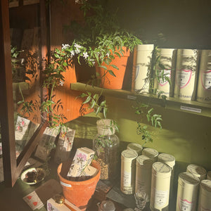 Display of plants and bottles in a store setting