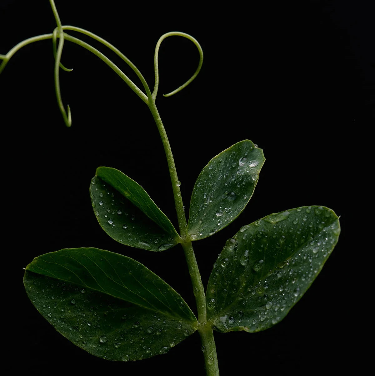 Green leafy stem with leaves showing water droplets on a black background