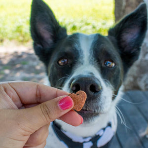 A person holding a dog treat in front of an interested dog