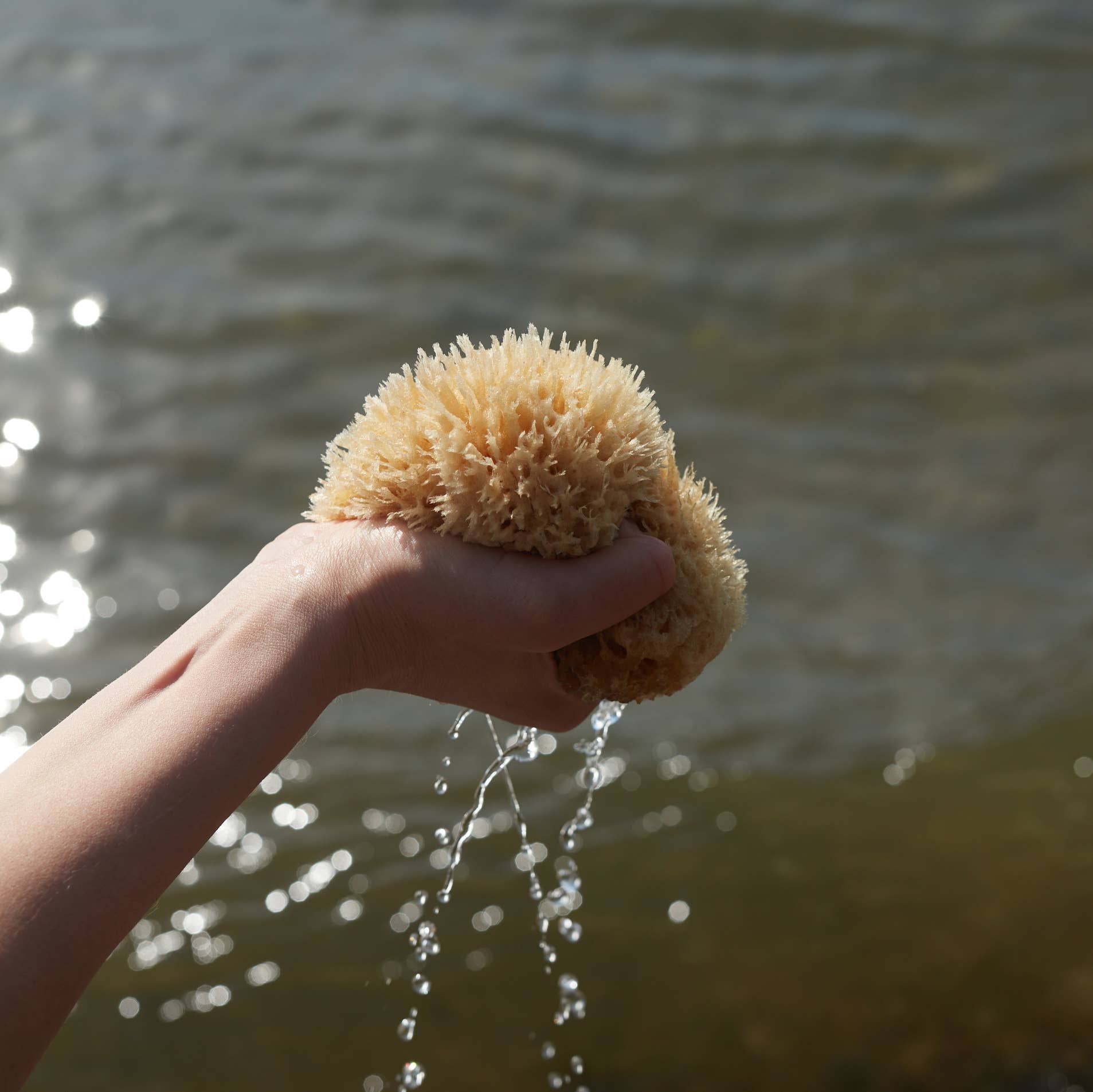 A sea sponge