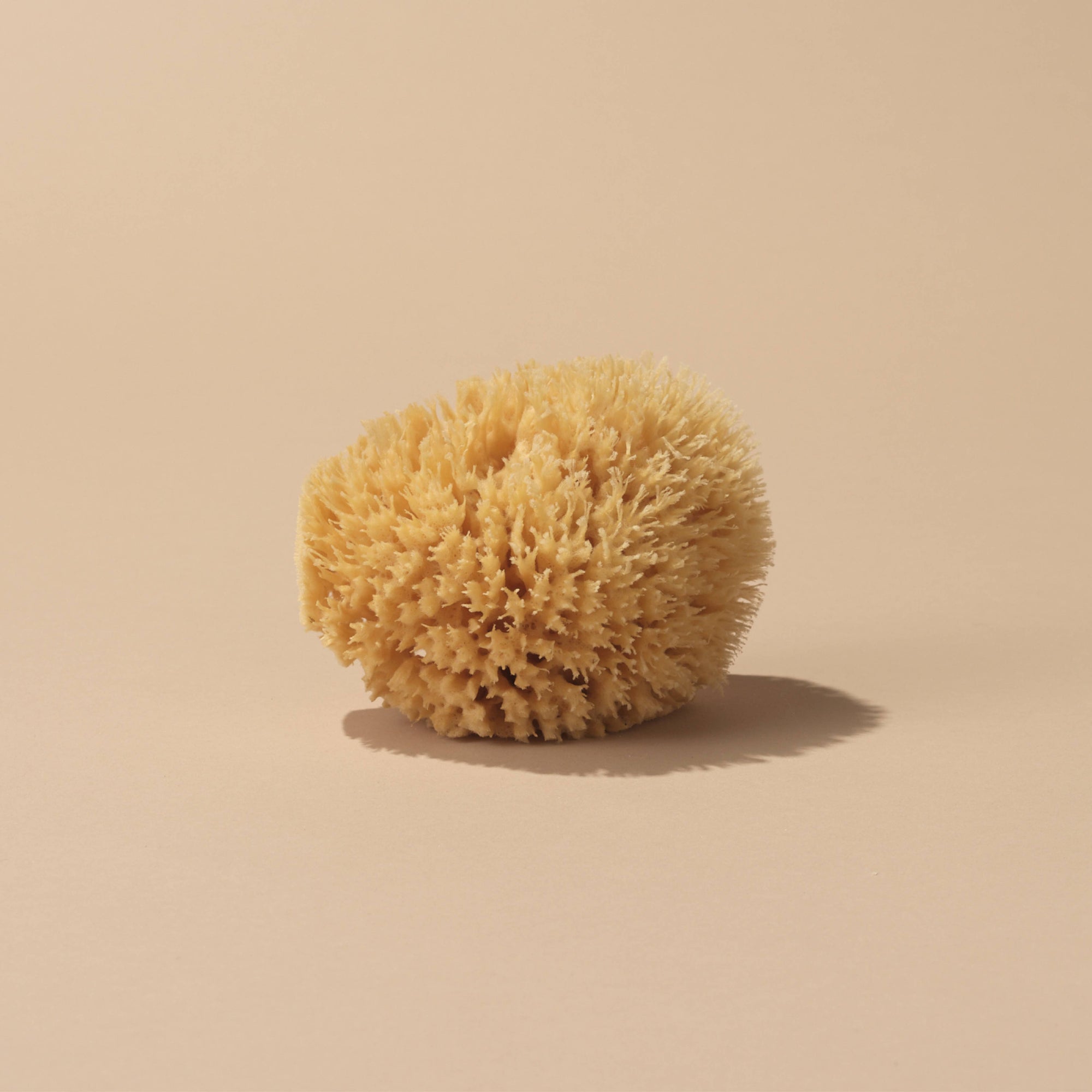 A sea sponge on a beige background