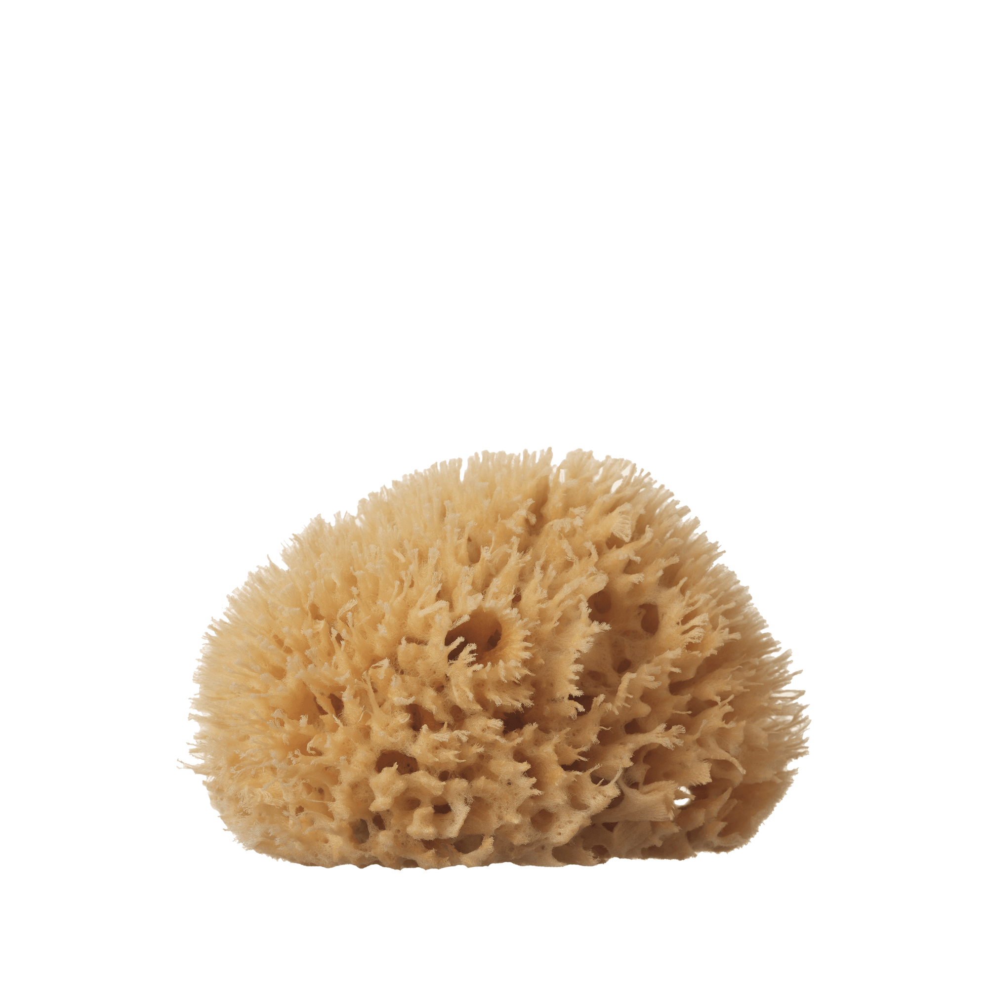 A sea sponge