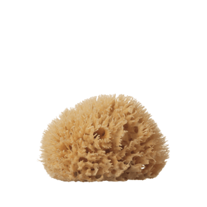 A sea sponge