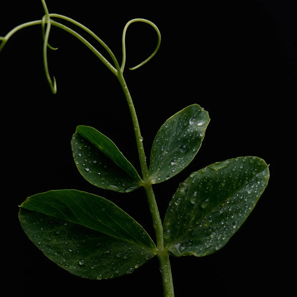 Green leafy stem with leaves showing water droplets on a black background