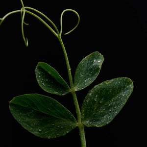 Green leafy stem with leaves showing water droplets on a black background