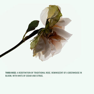 A light pink rose with the text "Third rose: A redefinition of traditional rose. Reminiscent of a greenhouse in bloom, with hints of citrus and cedar.