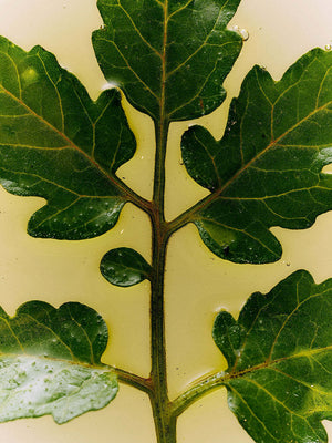 The green leaves of a tomato plant